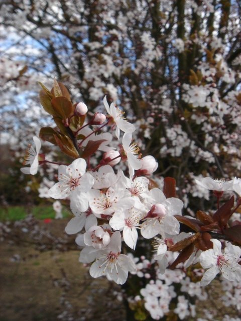 Prunus cerasifera 'Pissardii'